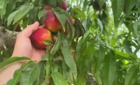 sventato furto di pesche in contrada torricciola